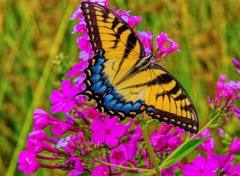 Butterfly Thursdays at Delaware Botanic Gardens