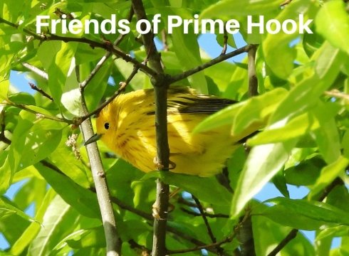 FOPH Book Club: Silent Spring by Rachel Carson