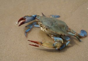 Crabbing 101