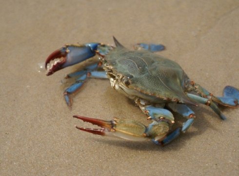 Crabbing 101