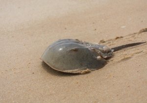 Puppet Show: Tale of Howard the Horseshoe Crab
