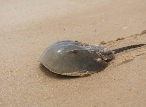 Puppet Show: Tale of Howard the Horseshoe Crab