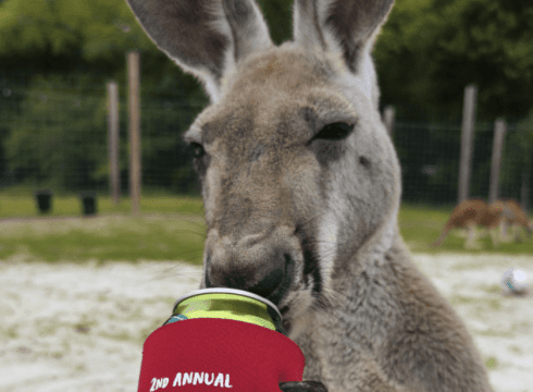 Brews & Roos