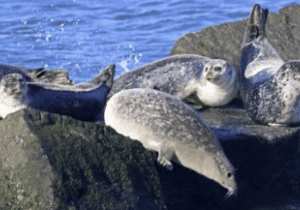 2026 Scoters & Seals Cruises