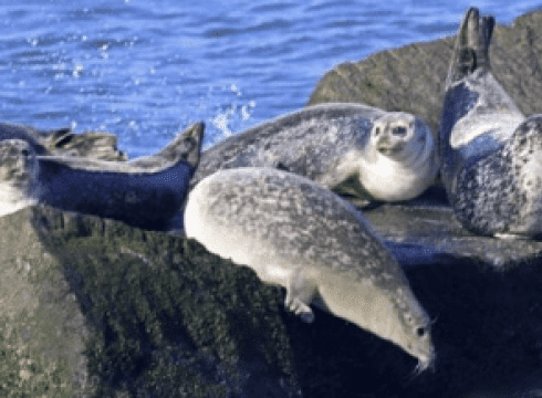 2026 Scoters & Seals Cruises