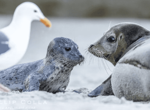 Seal & Bird Watching with Captain Madie • Lewes Ferry