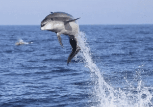 Dolphin Watching with MERR Institute • Lewes Ferry 90 Minutes • Narrated