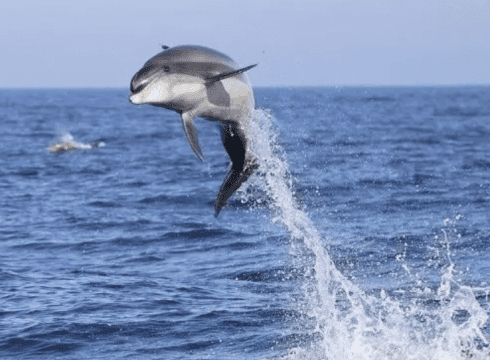 Dolphin Watching with MERR Institute • Lewes Ferry 90 Minutes • Narrated