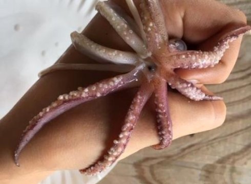 Squid Dissection: From Pen to Ink!