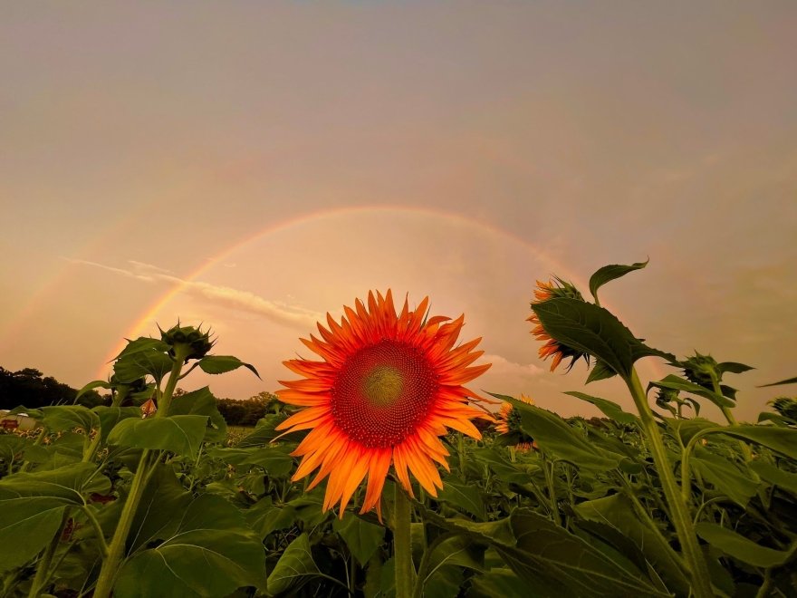 Ritter Family Farms Inc.