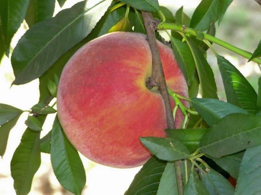 Bennett Orchards