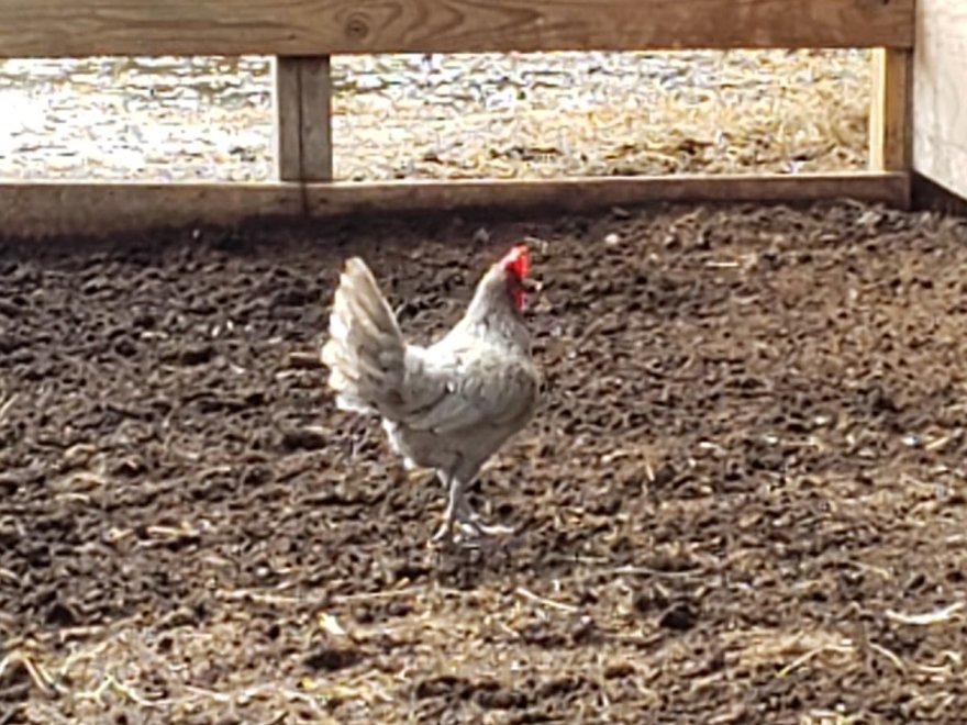 Red Barn Country Store