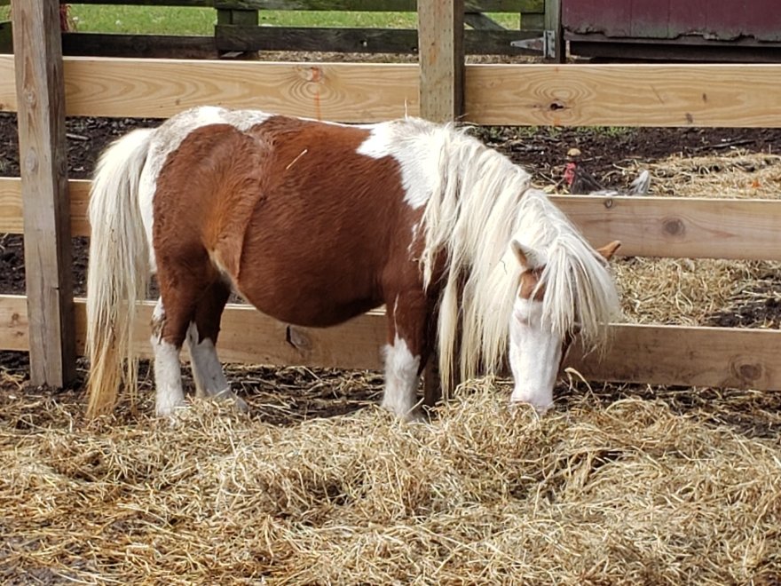 Red Barn Country Store