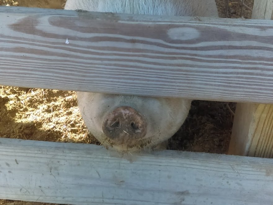 Red Barn Country Store
