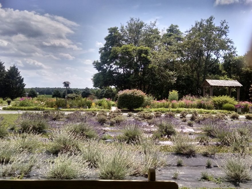Lavender Fields