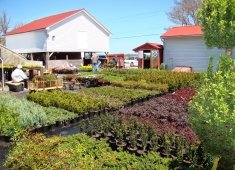 Jeff's Green Houses & Gift Shop